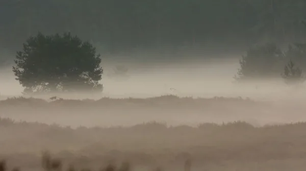 Huifkartocht Planken Wambuis